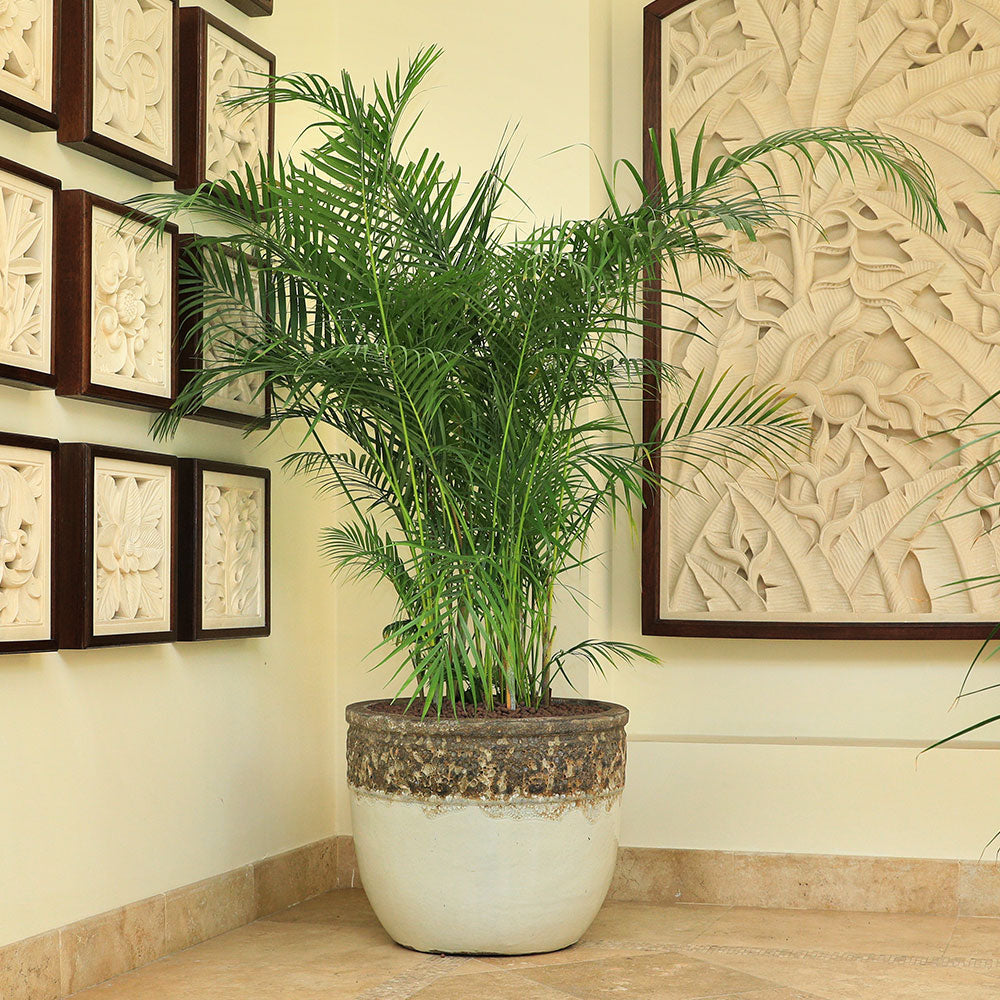 CHRYSALIDOCARPUS LUTESCENS IN BROWN-WHITE CERAMIC POT - تميز بجمال نخلة الاريكا حوض في ماسيلو بني-أبيض السيراميك الراقي 