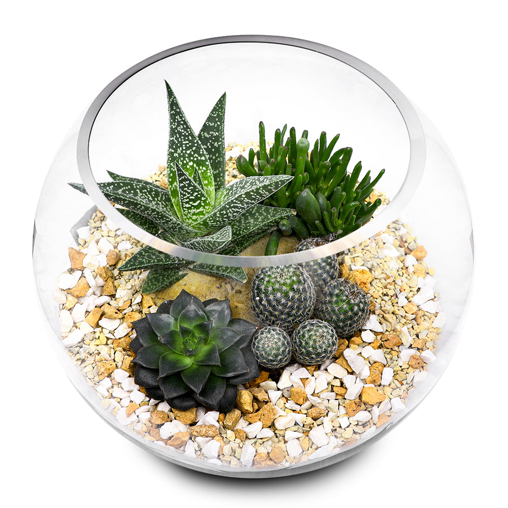 CACTUS & MIX SUCCULENT PLANTS TERRARIUM مجموعة من الصباريات المتنوعة في حوض تيراريوم