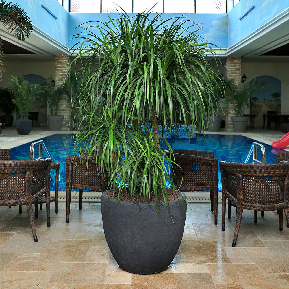 DRACAENA DRACO BRANCHED IN ALTEROSA BLACK PLANTER دراسينا دراكو المتفرعه في حوضا اسود 