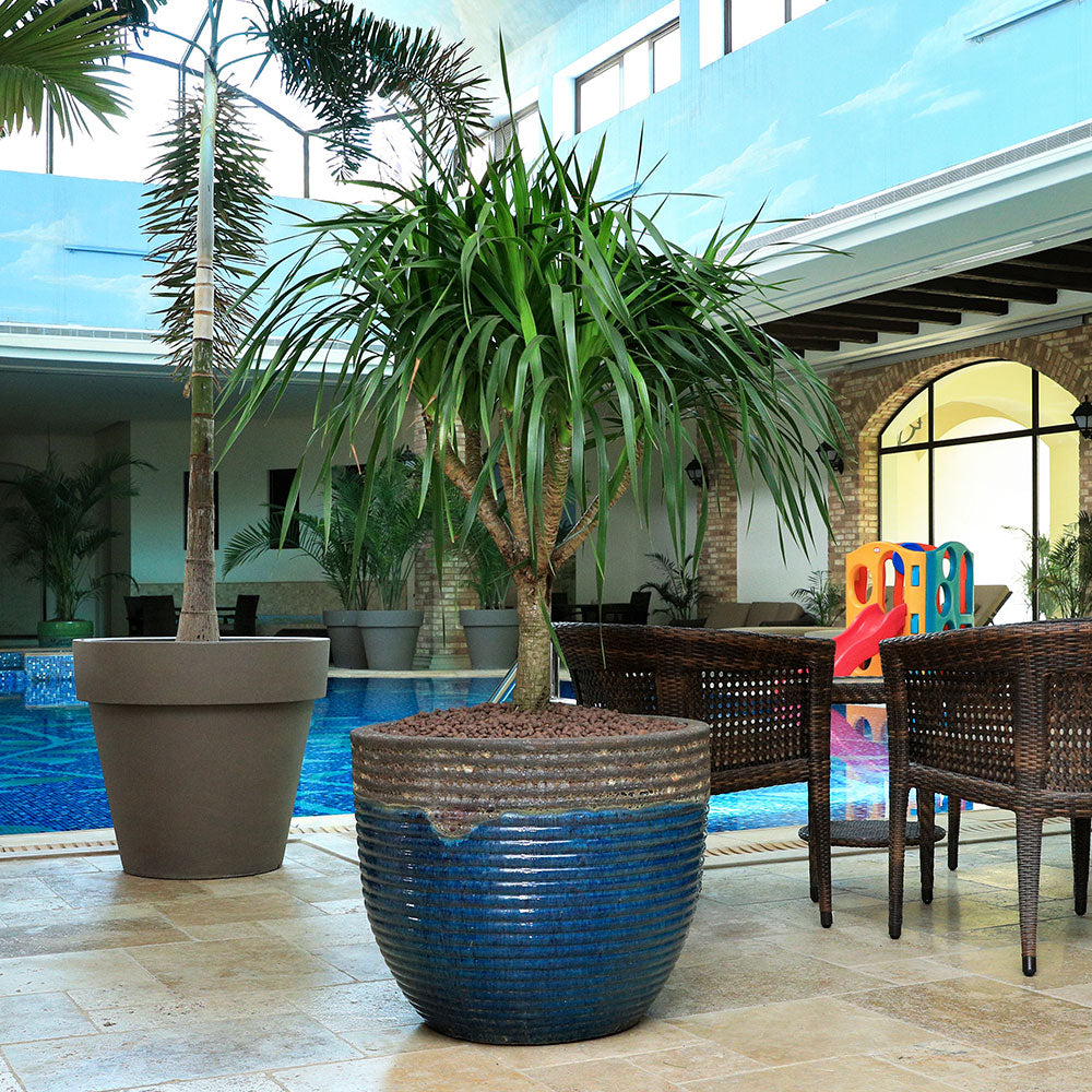 DRACAENA DRACO IN BROWN-BLUE POT - دراسينا دراكو في حوض فرانكا