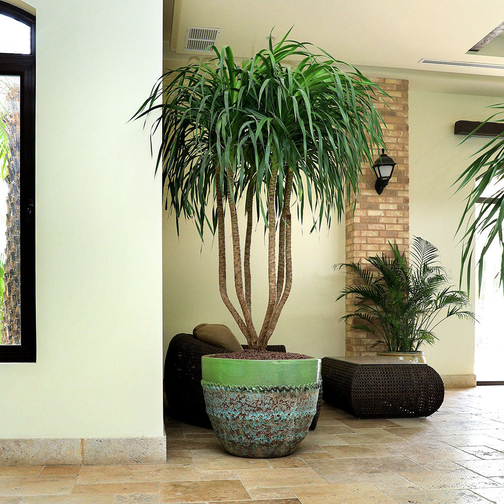 DRACAENA DRACO BRANCHED IN MINT-MIST GREEN POT - دراسينا دراكو المتفرعه في حوض السيراميك