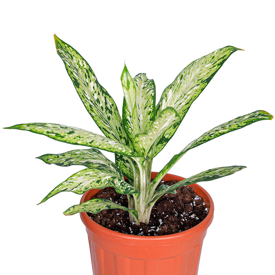 DIEFFENBACHIA VESUVIUS ديفنباخيا فيسوفاوس