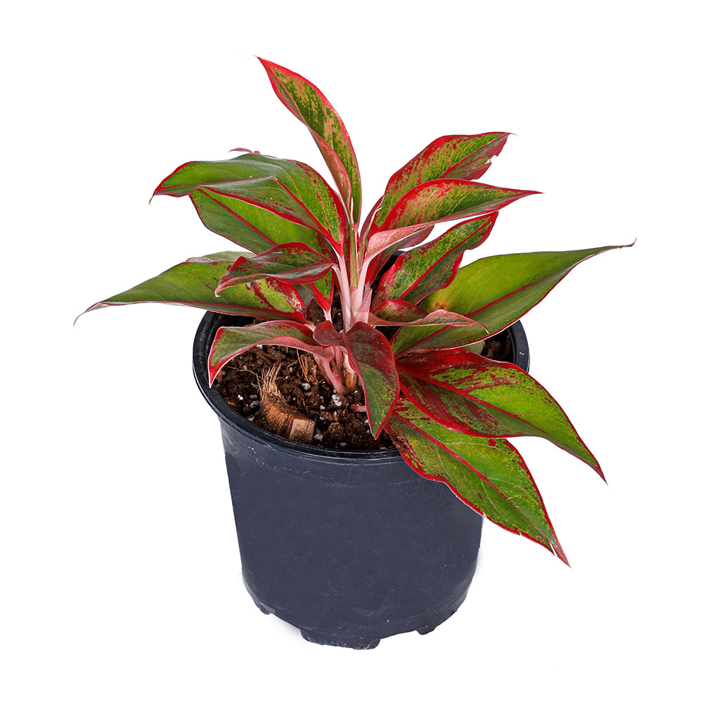 AGLAONEMA CRETE أجلونيما كريت