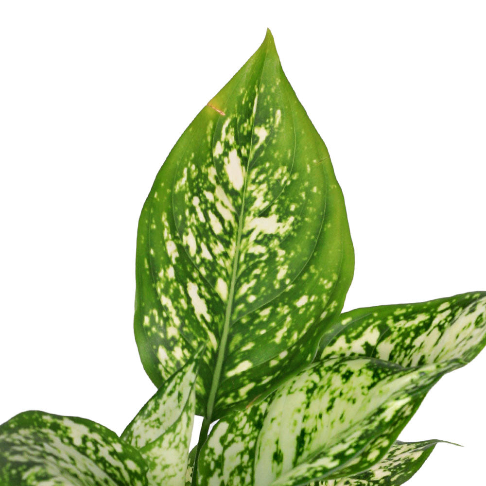 AGLAONEMA SNOW WHITE أجلونيما سنو وايت