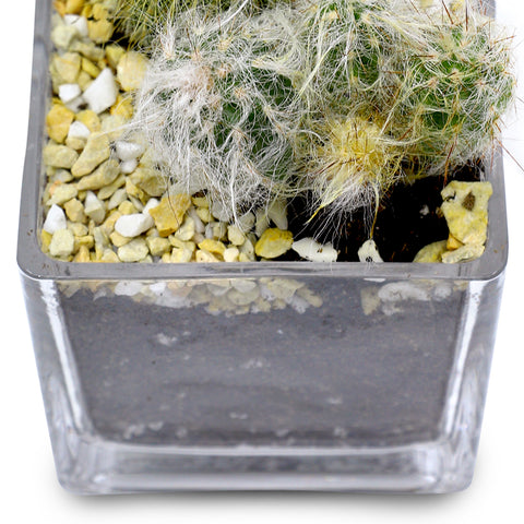 MIXED CACTUS IN SMALL SQUARE GLASS POT صبار متنوع فى حوض زجاجى صغير