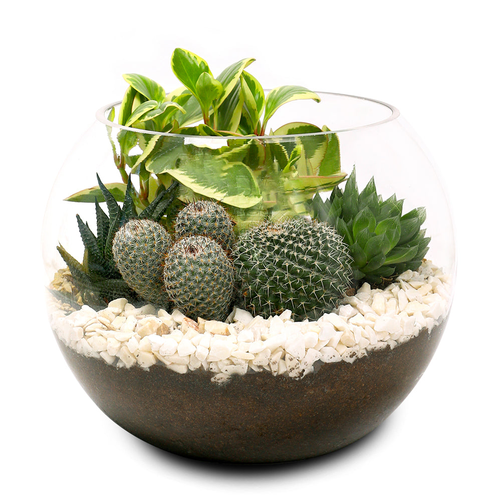 CACTUS & MIX INDOOR PLANTS IN TERRARIUM مجموعة من الصباريات في حوض التيراريوم المميز