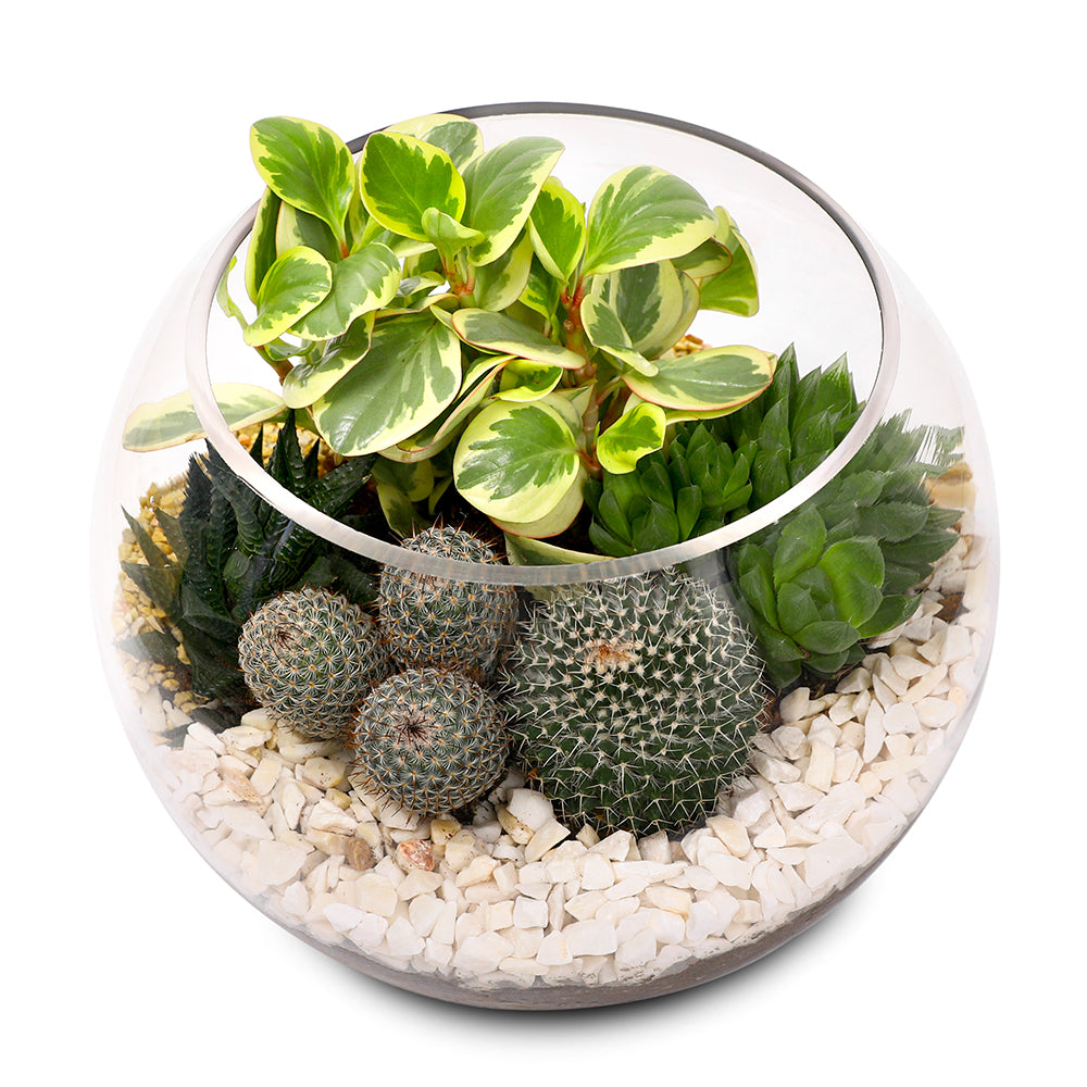 CACTUS & MIX INDOOR PLANTS IN TERRARIUM مجموعة من الصباريات في حوض التيراريوم المميز