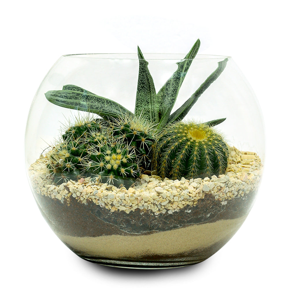 CACTUS MIXED IN TERRARIUM صباريات متنوعة في حوض التيراريوم الرائع