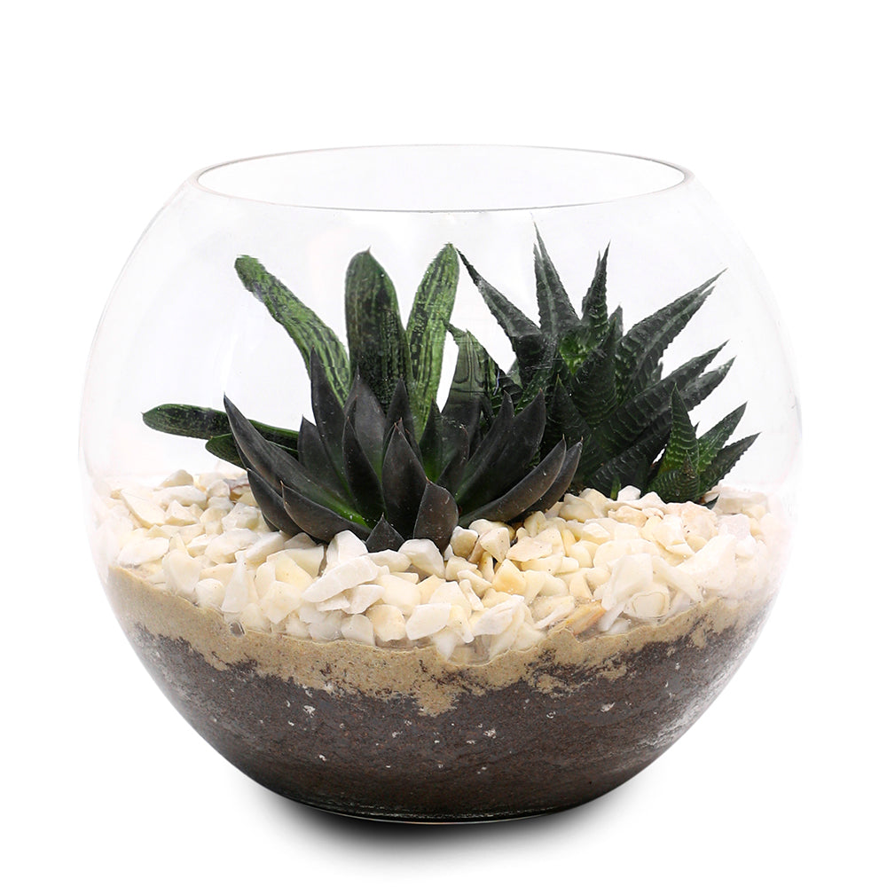 MIX SUCCULENT PLANTS IN TERRARIUM نباتات مختلطة من فصيلة الصباريات في حوض التيراريوم الرائع