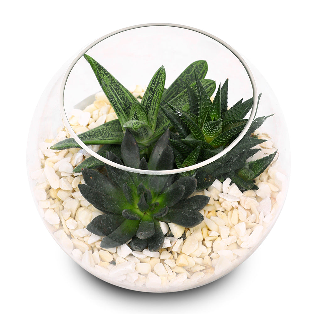 MIX SUCCULENT PLANTS IN TERRARIUM نباتات مختلطة من فصيلة الصباريات في حوض التيراريوم الرائع