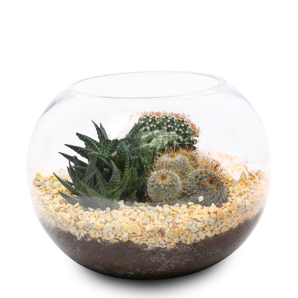 CACTUS & ALOE MIX TERRARIUM نباتات مختلطة من فصيلة الصباريات في حوض التيراريوم الرائع