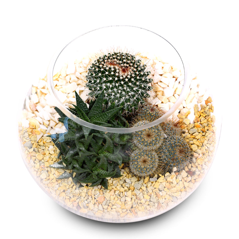 CACTUS & ALOE MIX TERRARIUM نباتات مختلطة من فصيلة الصباريات في حوض التيراريوم الرائع