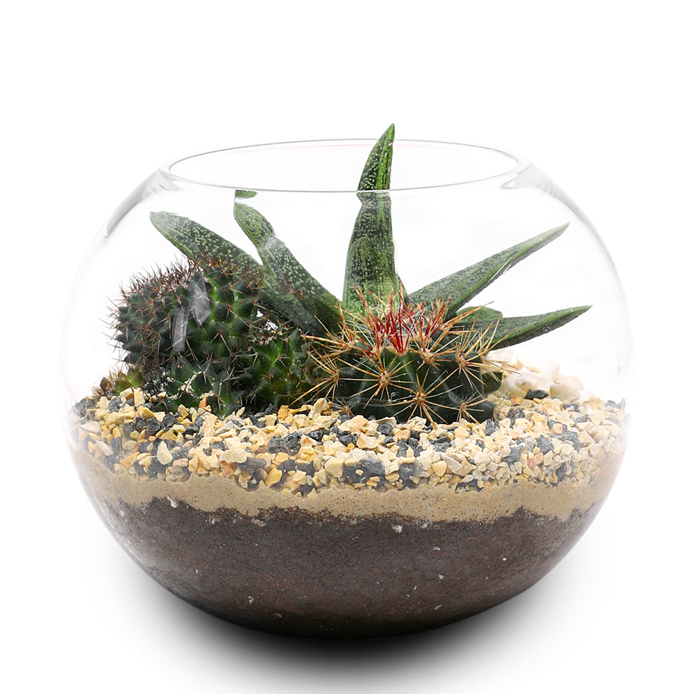 CACTUS & MIX SUCCULENT PLANTS IN TERRARIUM مجموعة من الصباريات في حوض التيراريوم المميز