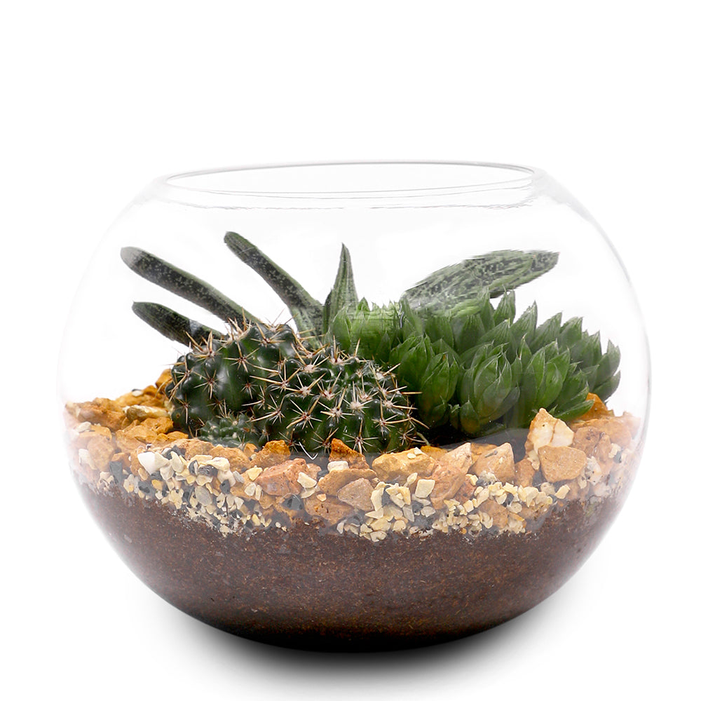 CACTUS & MIX SUCCULENT PLANTS IN TERRARIUM مجموعة من الصباريات في حوض التيراريوم المميز