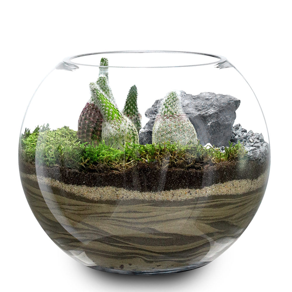 TERRARIUM GIFT SET - (صباريات في (هدية تيراريوم