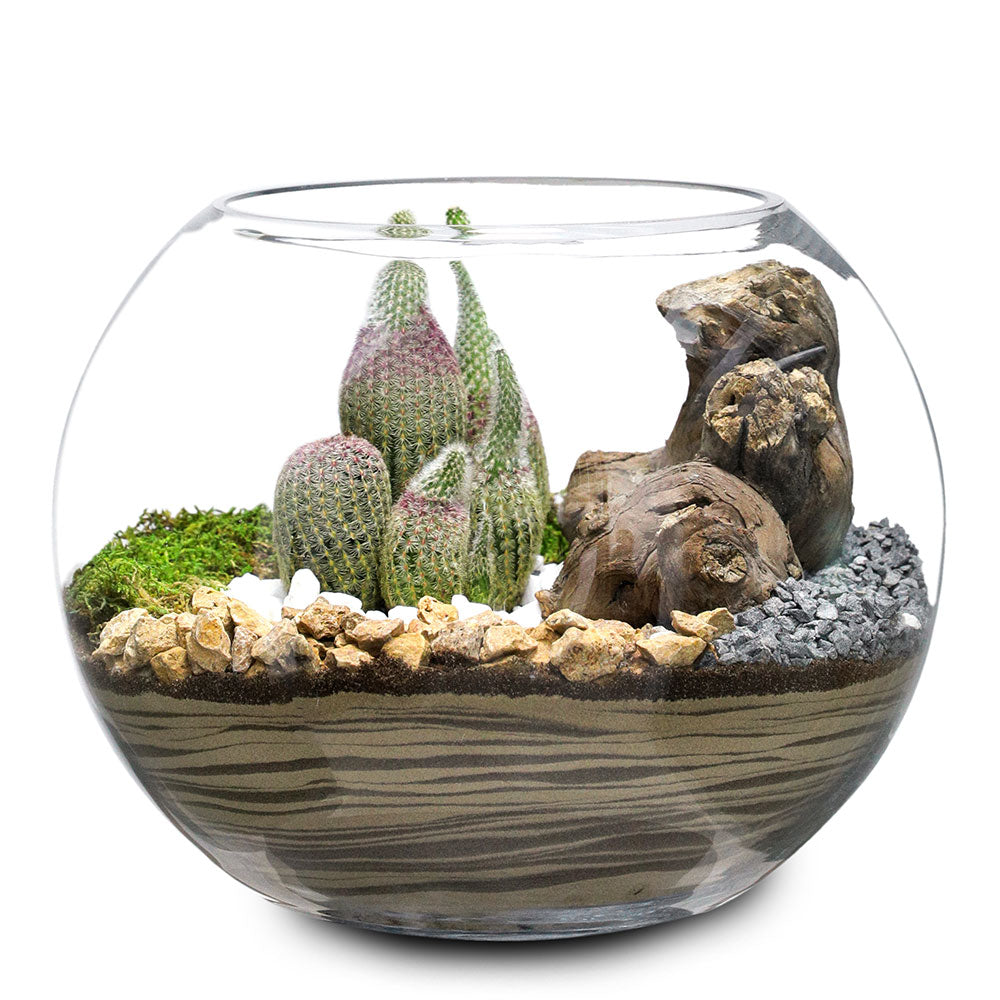 TERRARIUM GIFT SET - (صباريات في (هدية تيراريوم