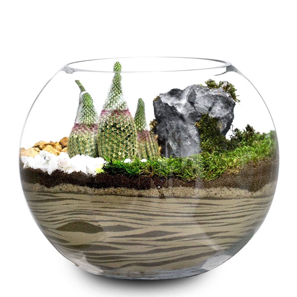 TERRARIUM GIFT SET - (صباريات في (هدية تيراريوم