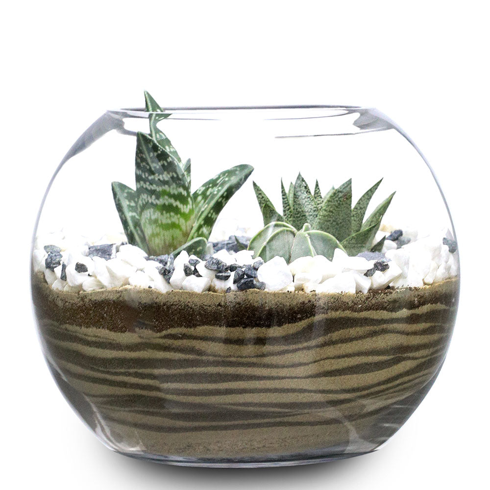 TERRARIUM GIFT SET - (صباريات في (هدية تيراريوم