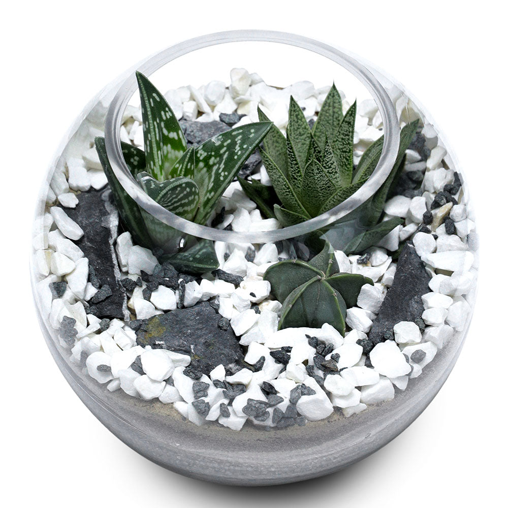 TERRARIUM GIFT SET - تشكيلة من الصباريات في حوض التيراريوم المميز