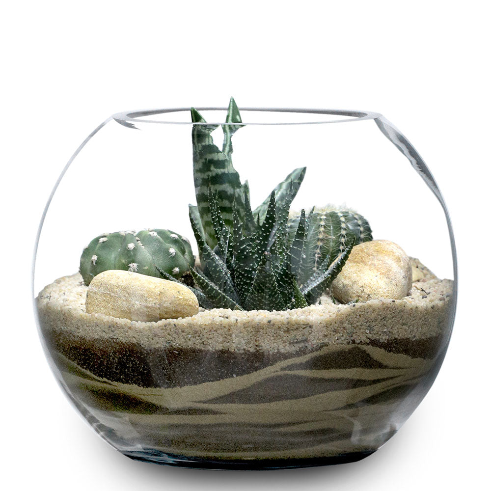 TERRARIUM GIFT SET - (صباريات في (هدية تيراريوم