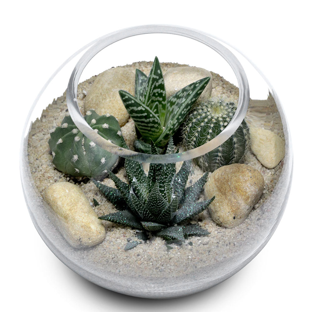 TERRARIUM GIFT SET - مجموعة من الصباريات في حوض التيراريوم المميز