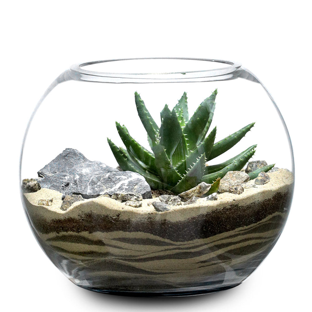 TERRARIUM GIFT SET - (صباريات في (هدية تيراريوم