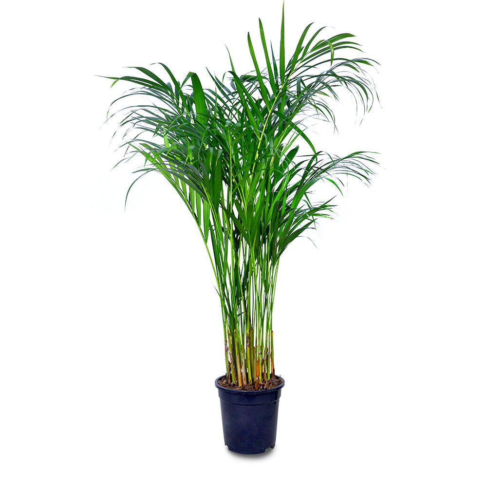 DYPSIS LUTESCENS - أريكا