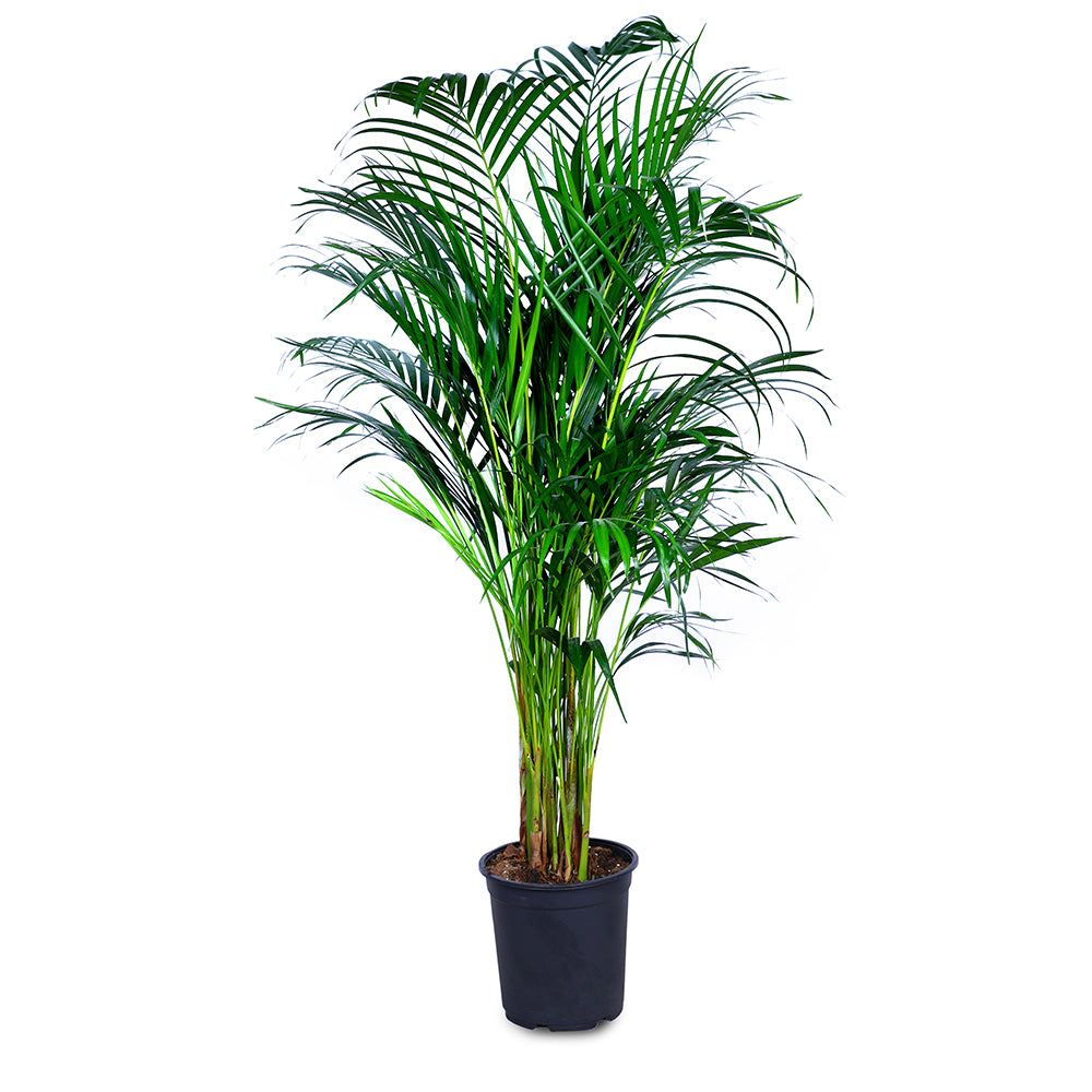 DYPSIS LUTESCENS - أريكا
