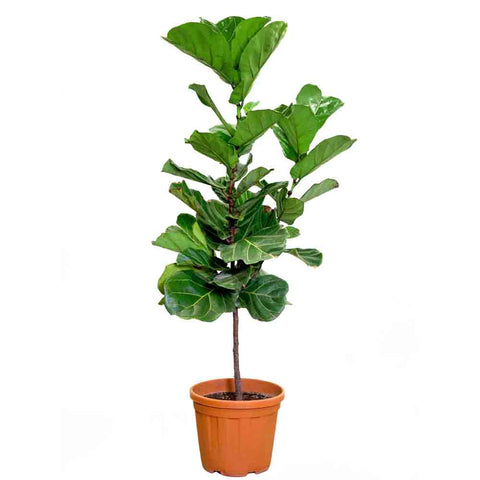 FICUS LYRATA PLANT - نبات فيكس ليراتا