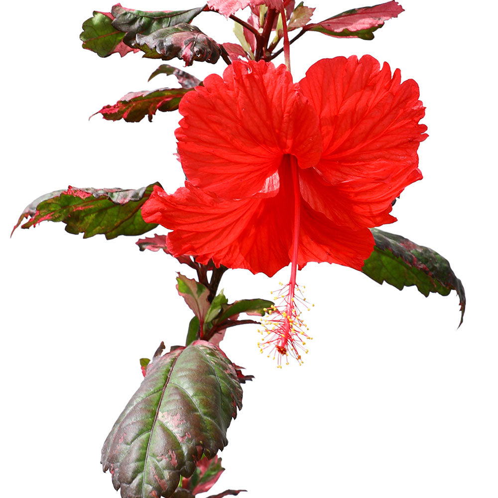 HIBISCUS ROSA SINENSIS VARIEGATED - هايبسكس مبرقشة