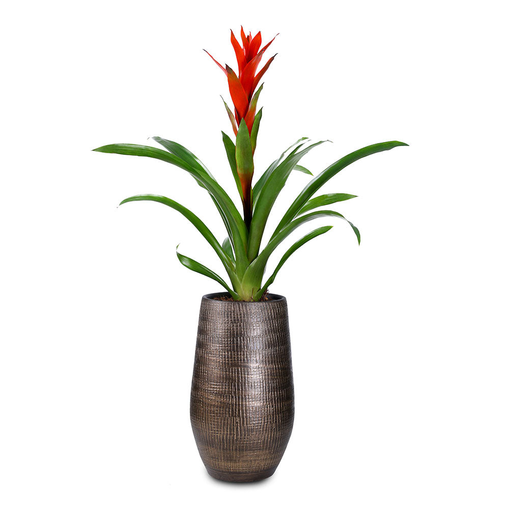 GUZMANIA IN SHINY GOLD TALL PLANTER 30CM القوزمينيا في حوض اوكسينو