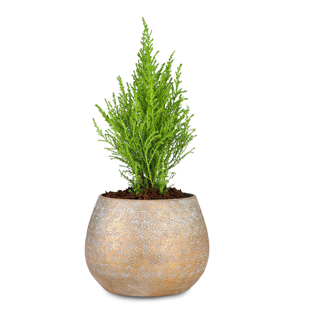 CUPRESSUS IN GOLDEN CERAMIC POT السرو في حوض سيراميك ذهبي