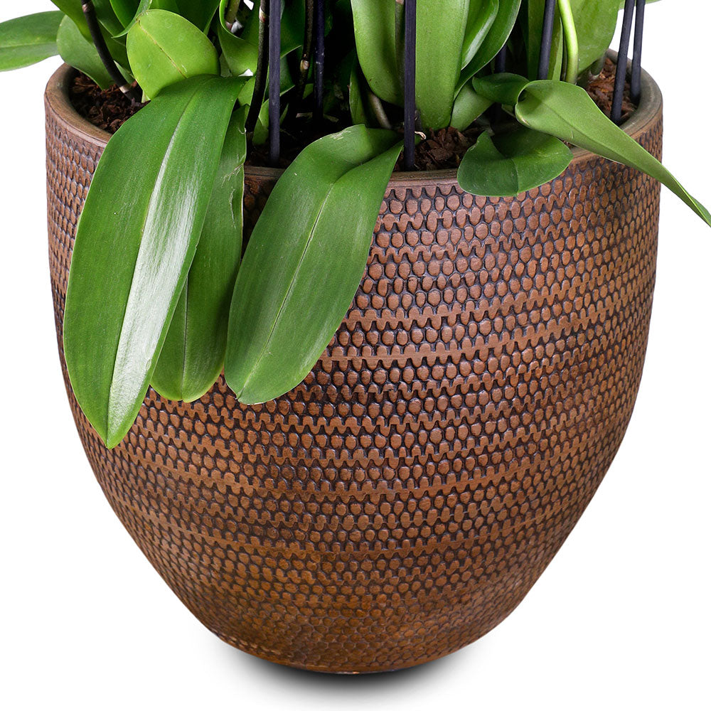 WHITE ORCHID IN  LINDEN BROWN PLANTER - أوركيد بيضاء في حوض ليندن براون