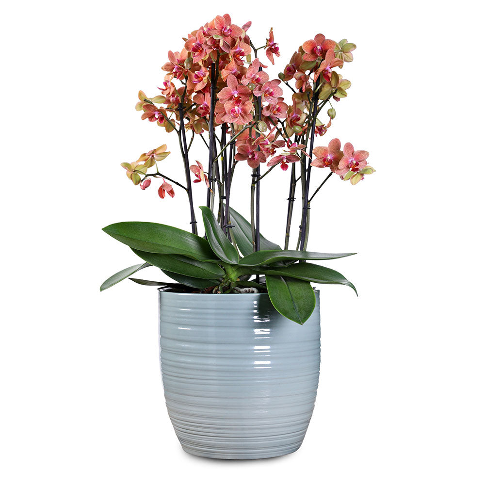 PEACH ORCHID IN BERGAMO GLACIER BLUE POT - ألاوركيد الخوخي في حوض أزرق بيرغامو