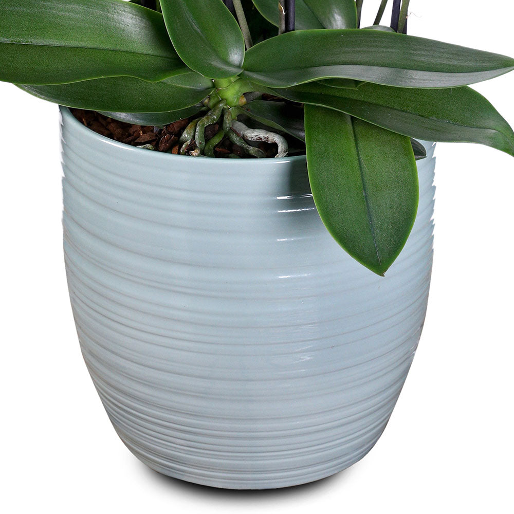 PEACH ORCHID IN BERGAMO GLACIER BLUE POT - ألاوركيد تيوكي في حوض أزرق بيرغامو