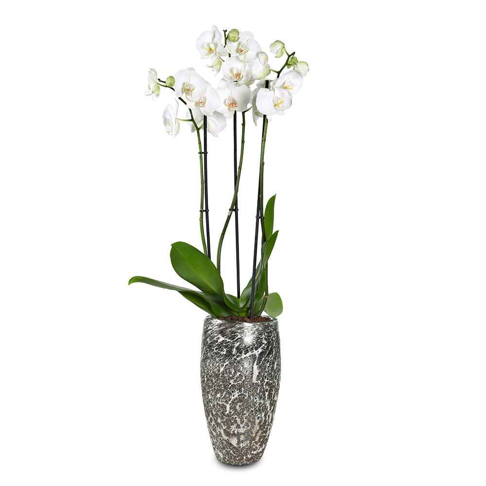 ORCHID IN GLASS POT اوركيد الابيض في وعاء زجاجي