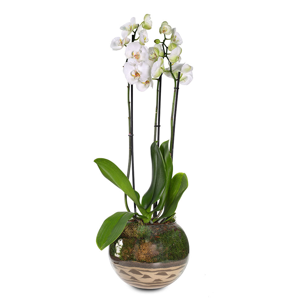 WHITE ORCHIDS IN GLASS POT