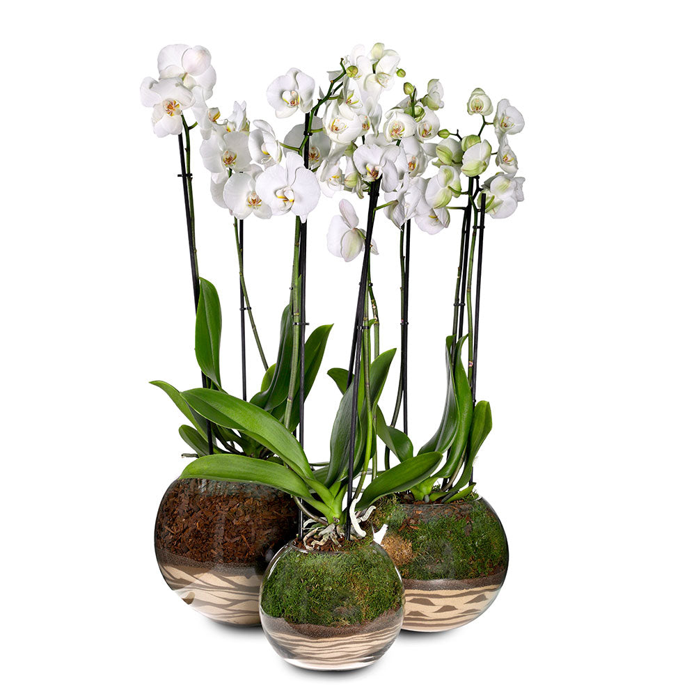 SET OF 3 WHITE ORCHIDS IN GLASS POT طقم من 3 اوركيد البيضاء في إناء زجاجي