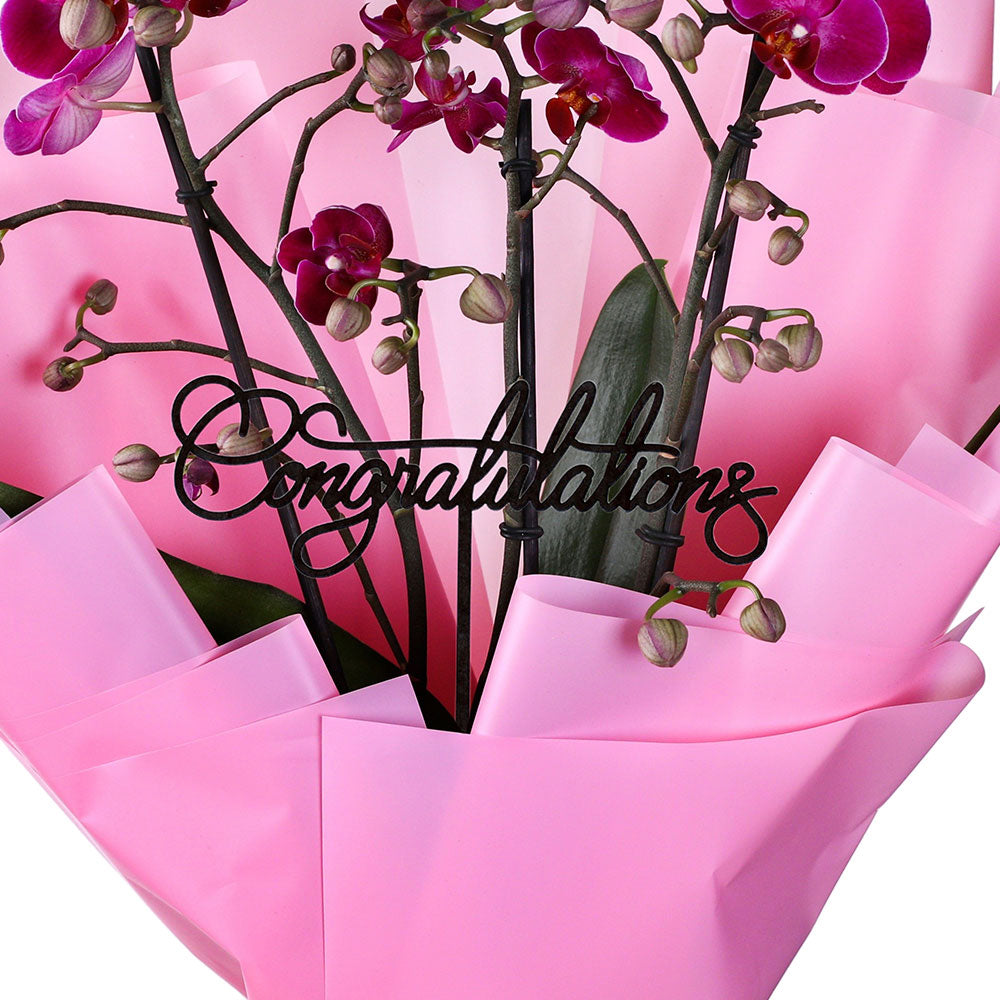 Buy Premium Plant Pots & Vases Online in Kuwait أحواض داخلية وخارجية