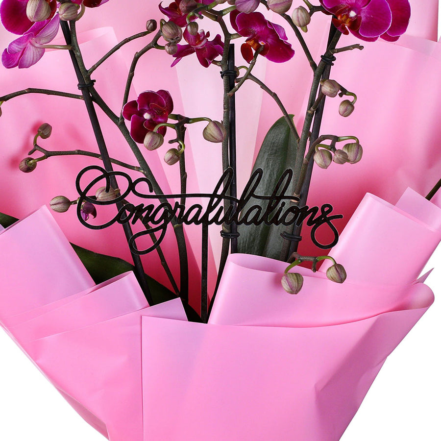 Best Garden Furniture in Kuwait Dining Sets, Coffee table, Sofa