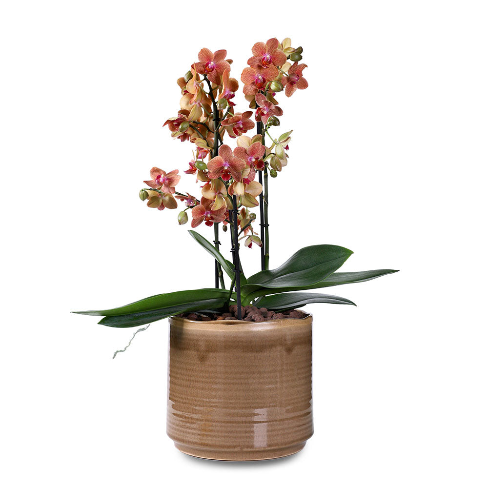 ORCHIDS ARRANGEMENT IN CERAMIC POT - الأوركيد في حوض سيراميك