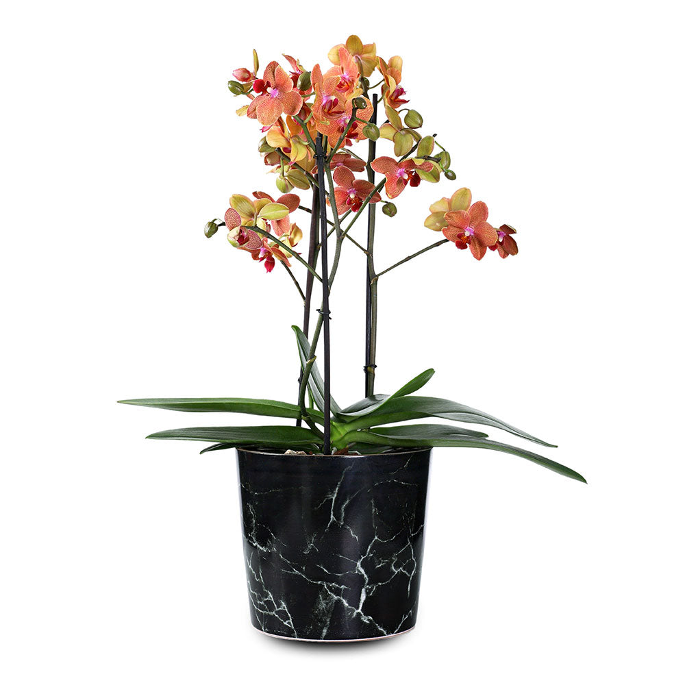 ORCHIDS ARRANGEMENT IN CERAMIC POT - الأوركيد في حوض سيراميك