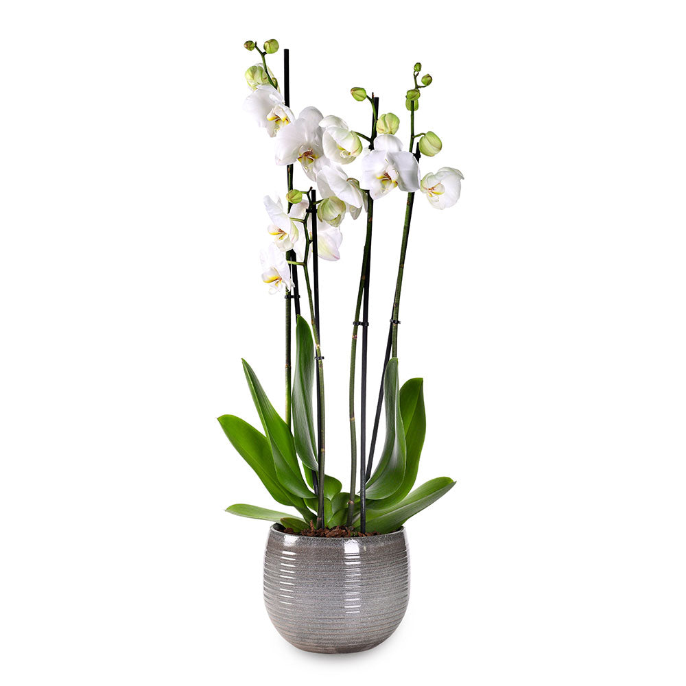 ORCHIDS ARRANGEMENT IN CERAMIC POT - الأوركيد في حوض سيراميك