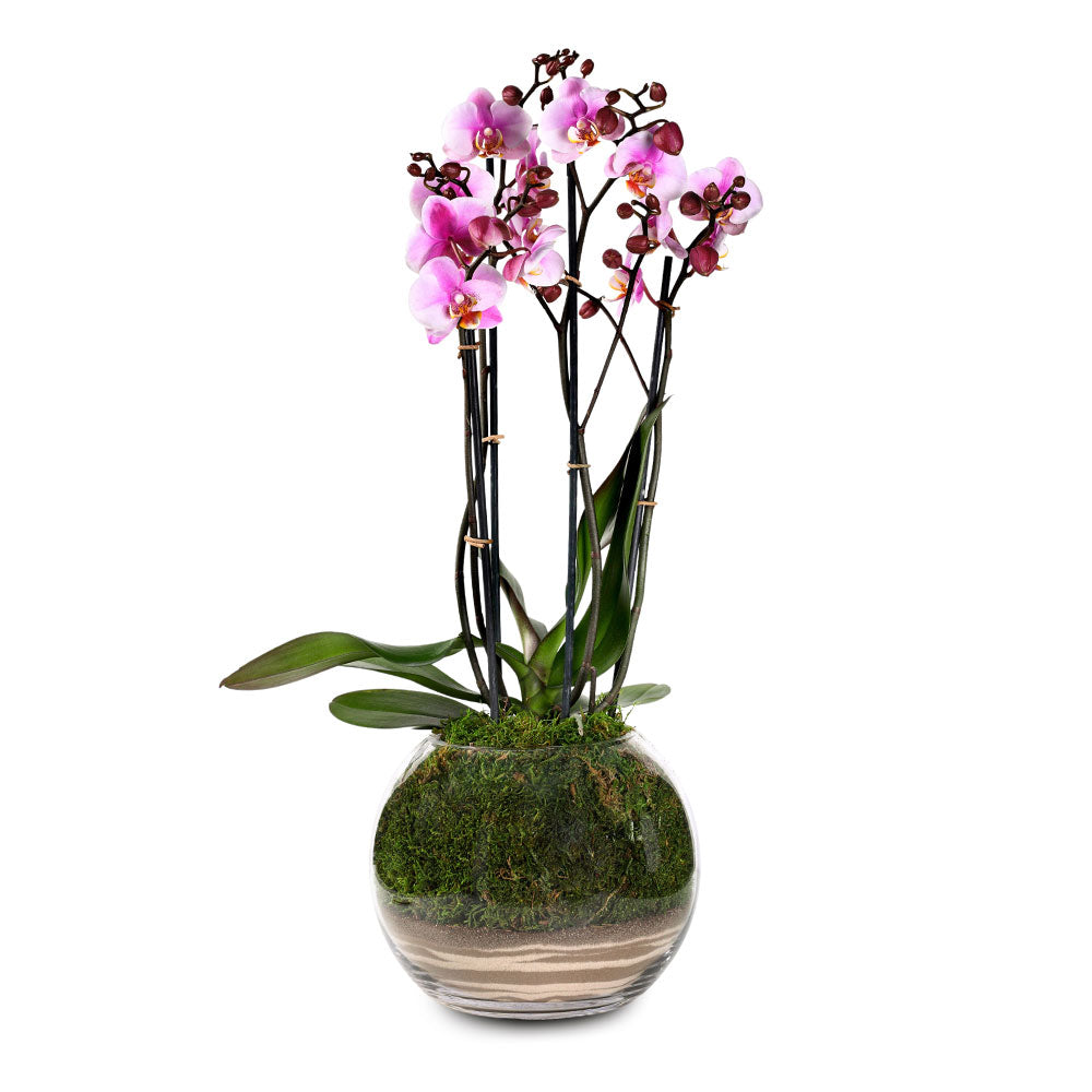 ORCHIDS ARRANGEMENT IN GLASS BOWL - الأوركيد في حوض زجاجي مميز