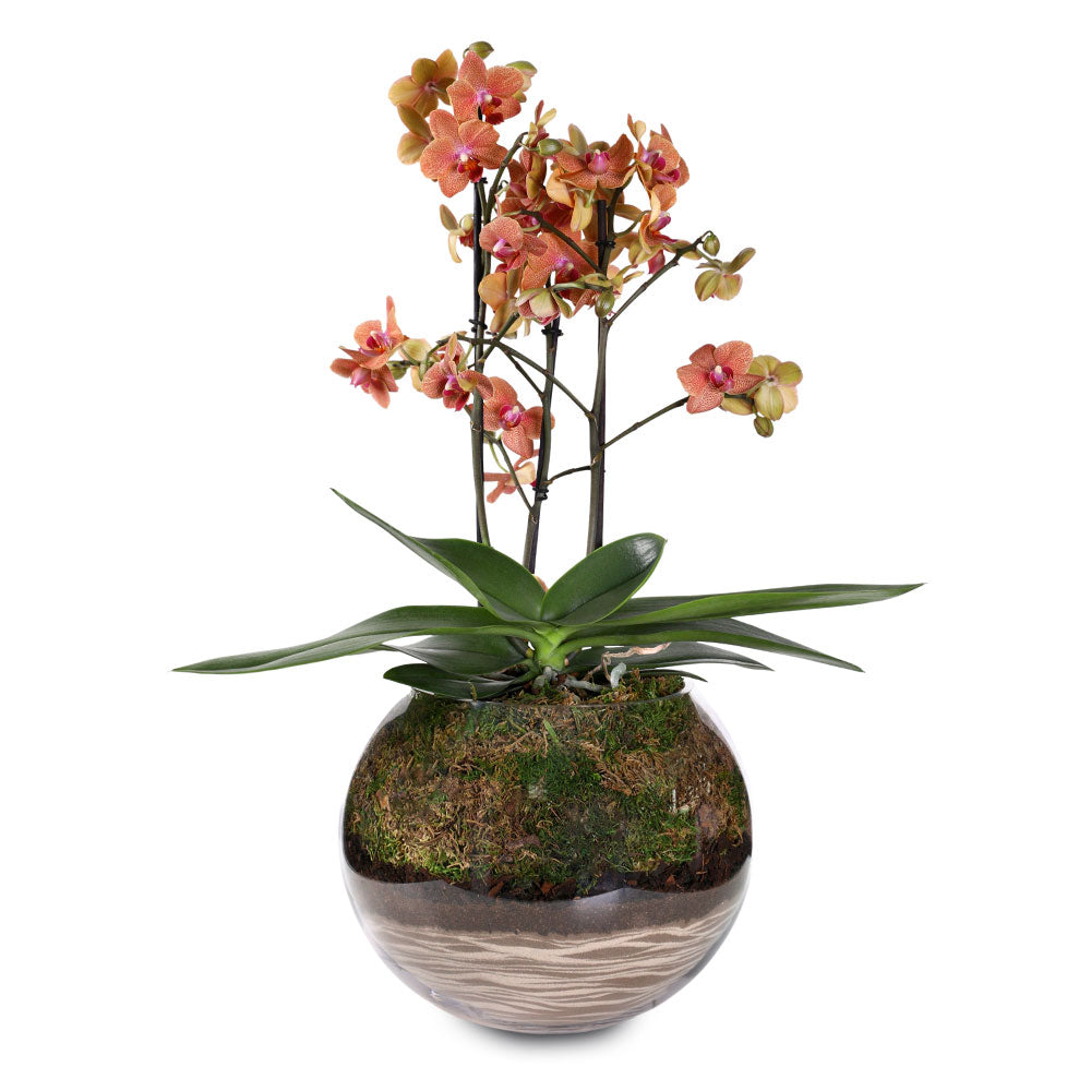 ORCHIDS ARRANGEMENT IN GLASS BOWL - الأوركيد في حوض زجاجي مميز