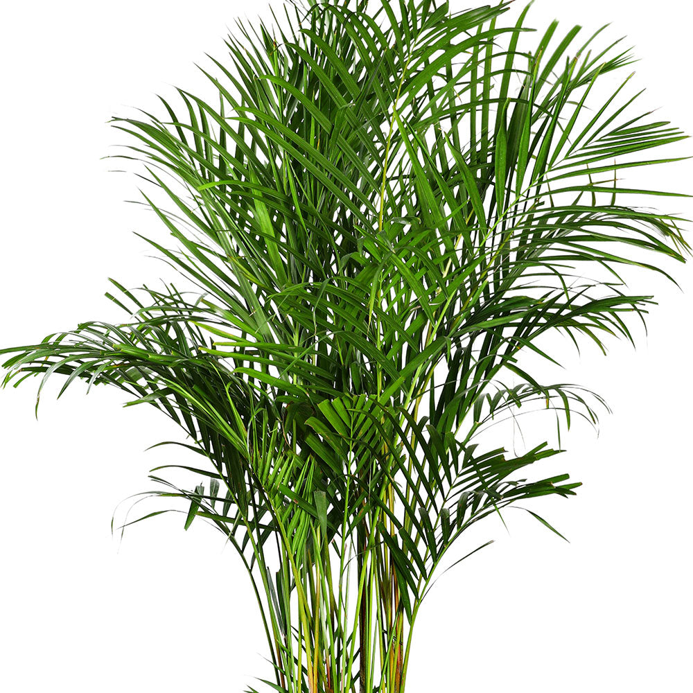 ARECA IN ALTEROSA MIST-GREEN PLANTER / نخيل الأريكا في حوض ألتروسا الأخضر 