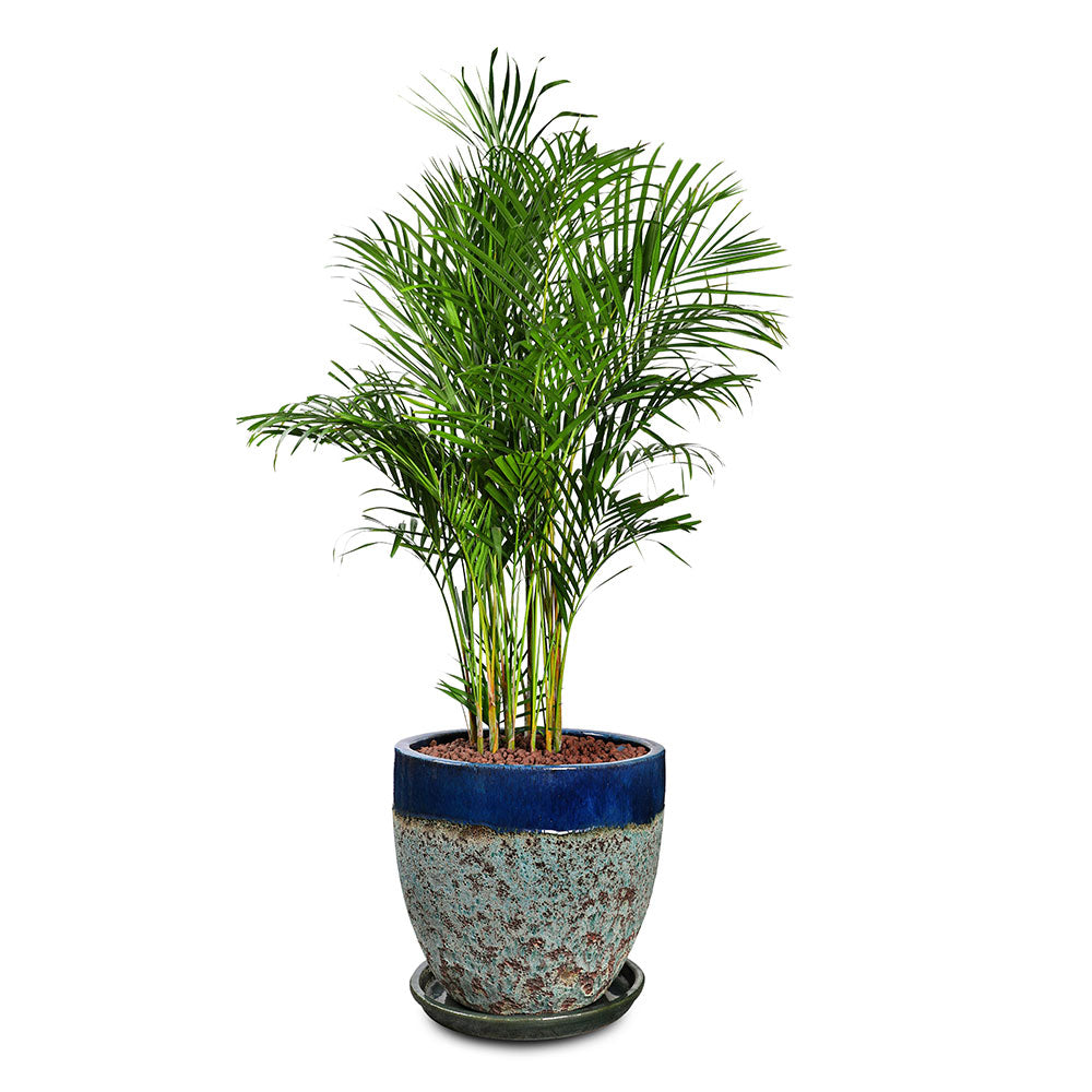 ARECA IN ALTEROSA MIST-GREEN PLANTER /  نخيل الأريكا في حوض ألتروسا الأخضر