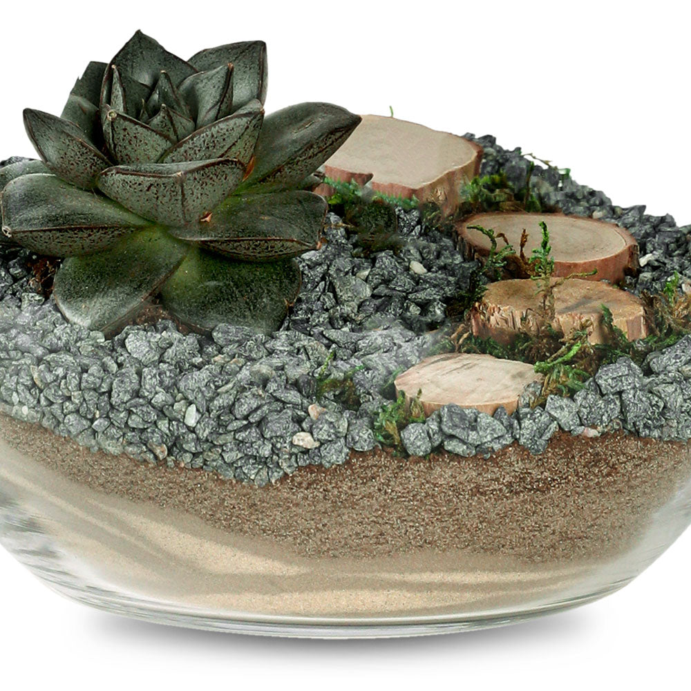 SUCCULENT PLANTS IN TERRARIUM - النباتات العصارية في التيراريوم