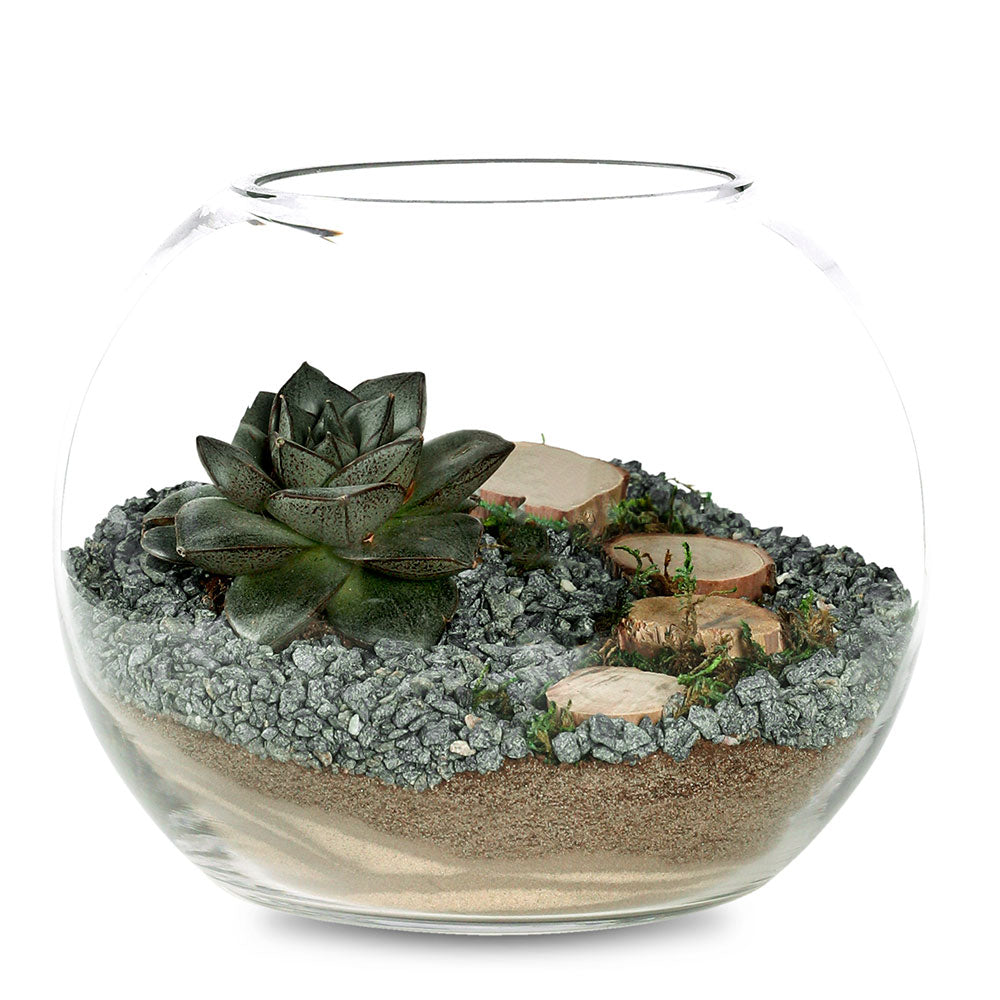 الصبار ومزيج النباتات النضرة في TERRARIUM مجموعة متنوعة من فصيلة الفراشات في حوض الاريوم المميز 