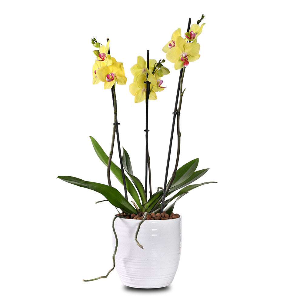 ORCHIDS IN PEORIASH PLANTER